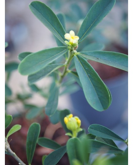 Daphne gemmata 'Royal Crown'