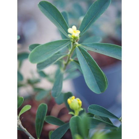 Daphne gemmata 'Royal Crown'