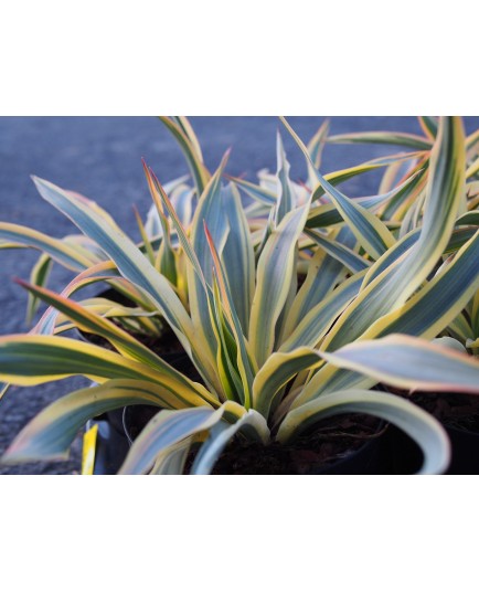 Yucca gloriosa var tristis 'Bright Star'