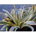 Yucca gloriosa var tristis 'Bright Star'