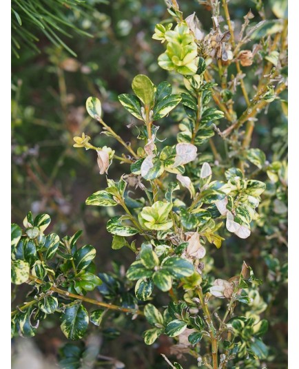 Buxus sempervirens 'Aureovariegata' - buis à feuilles panachées