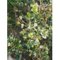 Buxus sempervirens 'Aureovariegata' - buis à feuilles panachées