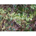 Buxus sempervirens 'Aureovariegata' - buis à feuilles panachées