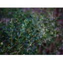 Buxus microphylla 'Faulkner' - buis japonais