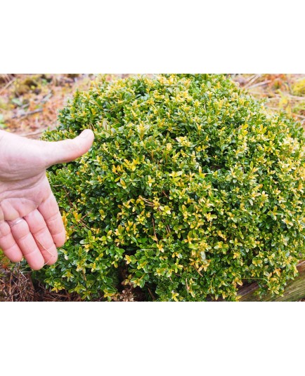 Buxus sempervirens 'Myosotidifolia'