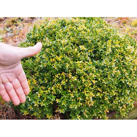 Buxus sempervirens 'Myosotidifolia'