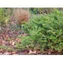 Buxus microphylla 'Faulkner' - buis japonais