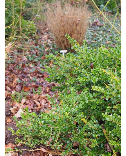 Buxus microphylla 'Faulkner' - buis japonais