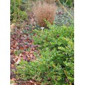 Buxus microphylla 'Faulkner' - buis japonais