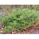 Buxus microphylla 'Faulkner' - buis japonais
