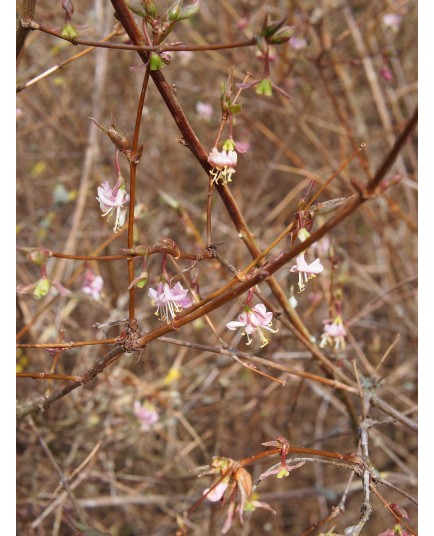 Lonicera cf standishii DS 619