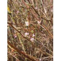 Lonicera cf standishii DS 619