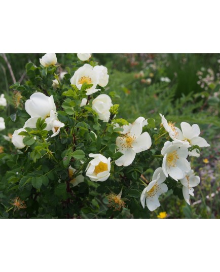 Rosa spinosissima