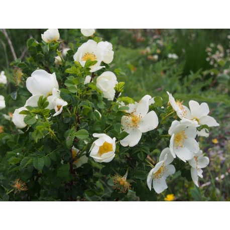 Rosa spinosissima