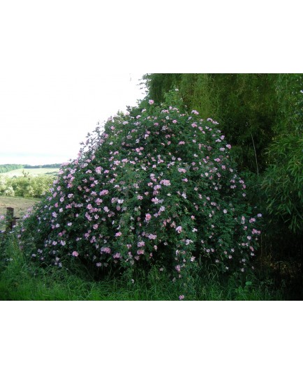 Rosa canina