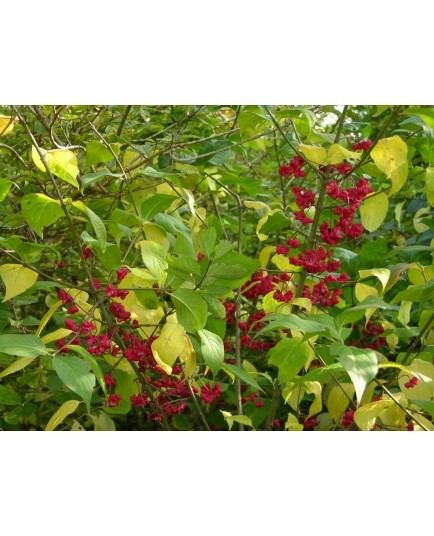 Euonymus europaeus - fusains d'Europe