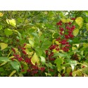 Euonymus europaeus - fusains d'Europe