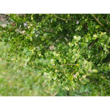 Buxus microphylla var japonica 'Green Beauty'