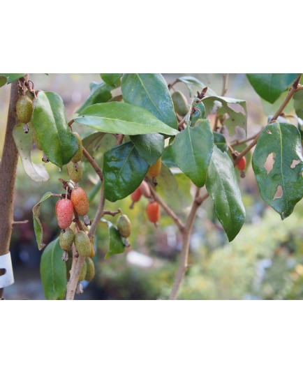 Elaeagnus ebbingei x- Chalef de Ebbing