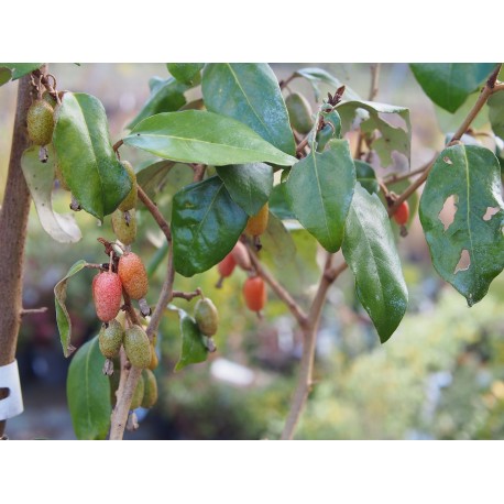 Elaeagnus ebbingei x- Chalef de Ebbing