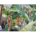 Elaeagnus ebbingei x- Chalef de Ebbing