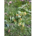Buxus sempervirens 'Prostrata' - buis prostré