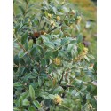 Buxus sempervirens 'Prostrata' - buis prostré