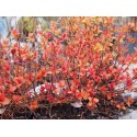 Spiraea japonica 'Little Flame' ®