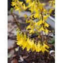 Forsythia intermedia x 'Golden Times'