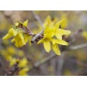 Forsythia suspensa var. fortunei'