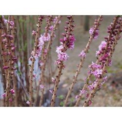 Daphne mezereum - Bois joli, bois gentil