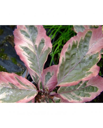 Fagus sylvatica 'Roseomarginata' - hêtre tricolore