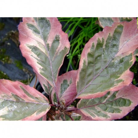 Fagus sylvatica 'Roseomarginata' - hêtre tricolore