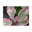 Fagus sylvatica 'Roseomarginata' - hêtre tricolore