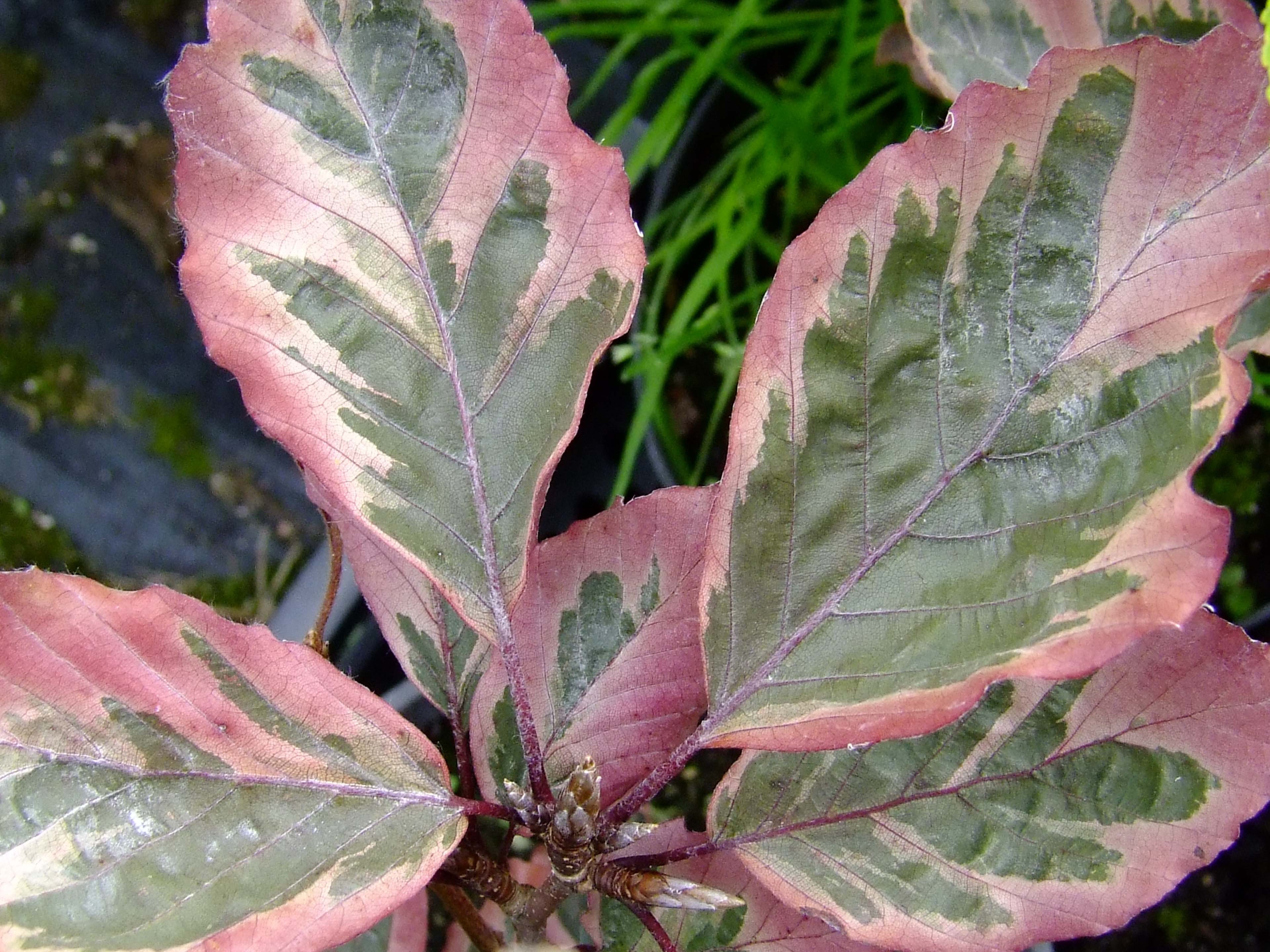 Fagus sylvatica Roseomarginata - htre tricolore