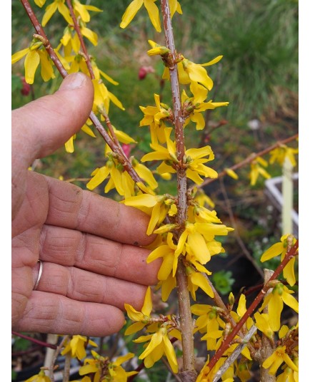 Forsythia intermedia x 'Minigold' ®