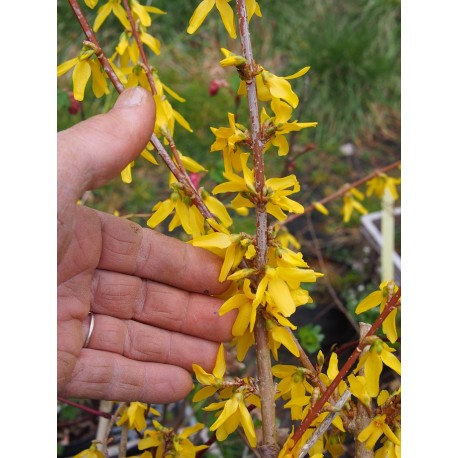 Forsythia intermedia x 'Minigold' ®