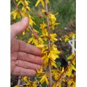 Forsythia intermedia x 'Minigold' ®