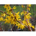 Forsythia intermedia x 'Minigold' ®