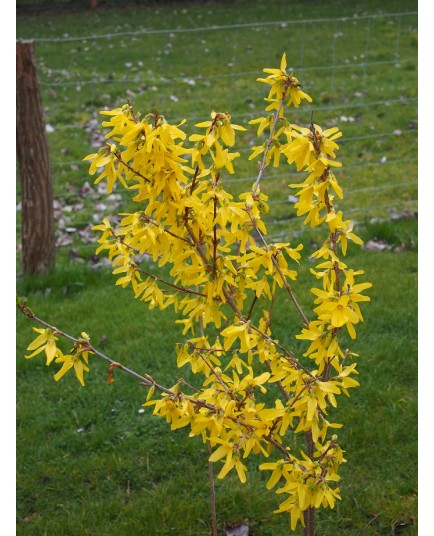 Forsythia intermedia x 'Week End' ®