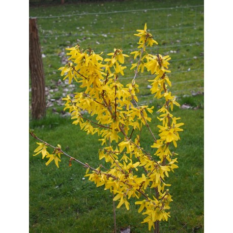 Forsythia intermedia x 'Week End' ®