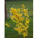 Forsythia intermedia x 'Week End' ®