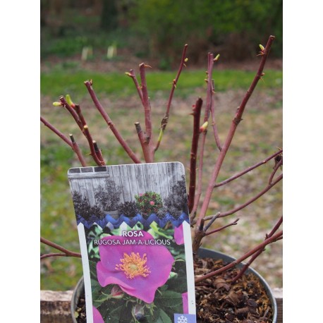 Rosa rugosa 'Jam A Licious'®