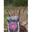 Rosa rugosa 'Jam A Licious'®