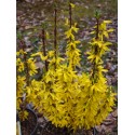 Forsythia intermedia x 'Nimbus' ®