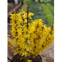 Forsythia intermedia x 'Nimbus' ®