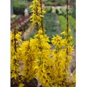 Forsythia intermedia x 'Nimbus' ®