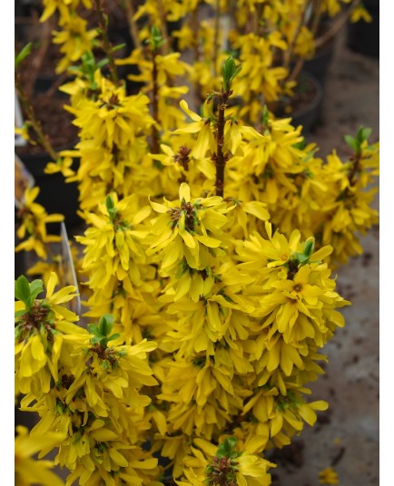 Forsythia intermedia x 'Nimbus' ®