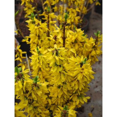 Forsythia intermedia x 'Nimbus' ®