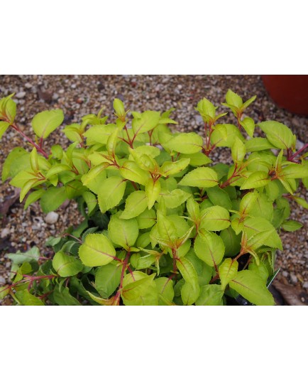 Fuchsia 'Genii'